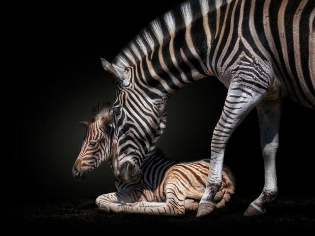 Перуанский фотограф делает снимки диких животных, давая возможность увидеть их с близкого расстояния