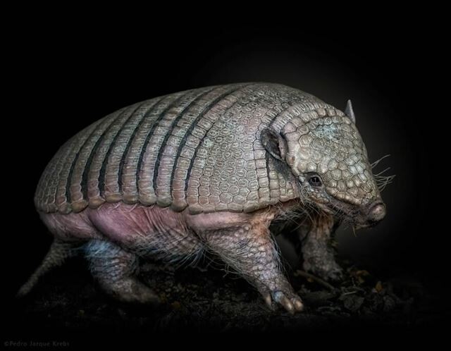 Перуанский фотограф делает снимки диких животных, давая возможность увидеть их с близкого расстояния