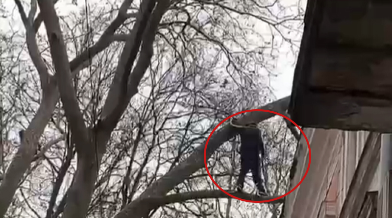 В Одессе работники ГСЧС снимали с дерева мужчину, которого любимая не пустила через окно (ФОТО)