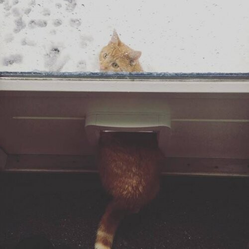 Смешные зимние котики  (ФОТО)