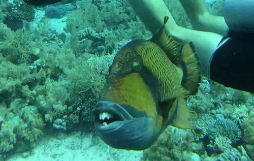 В Египте рыба напала на дайвера (ВИДЕО)