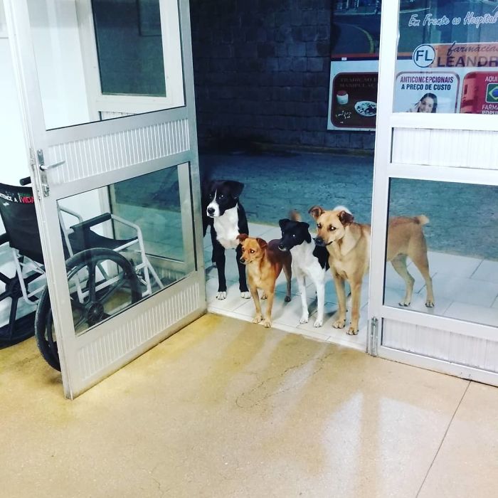 Фото дня: Бездомный был госпитализирован. Верные друзья – собаки – ждали его у двери (ФОТО)