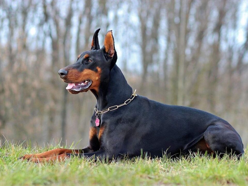 doberman