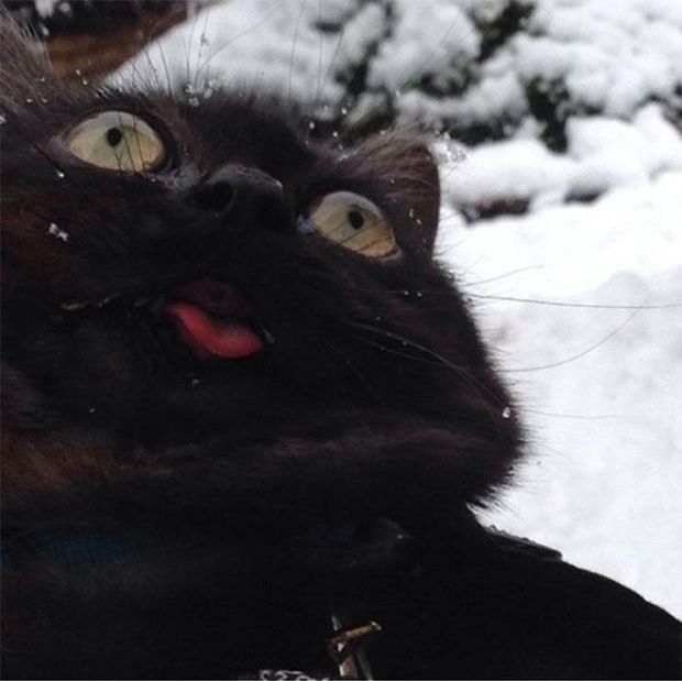 Реакція тварин на сніг: фантастичні емоції на фото