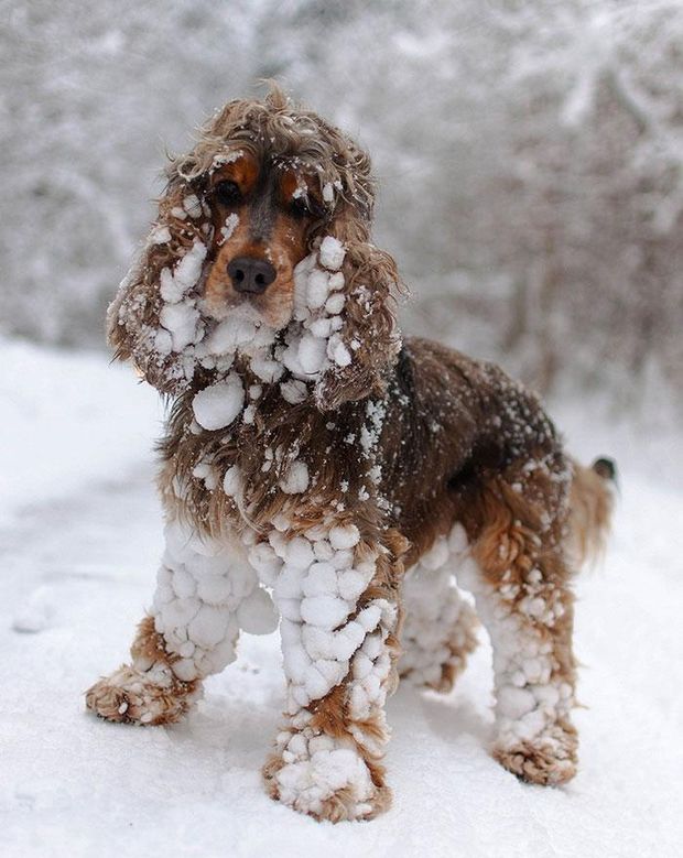 Реакція тварин на сніг: фантастичні емоції на фото