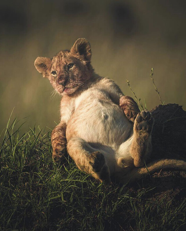 Позитив в фотографиях с животными (ФОТО)