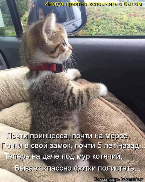 Смешные котоматрицы на все случаи жизни