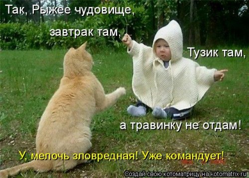 Смешные котоматрицы на все случаи жизни