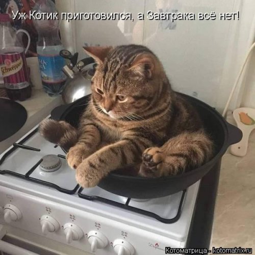 Смешные котоматрицы на все случаи жизни