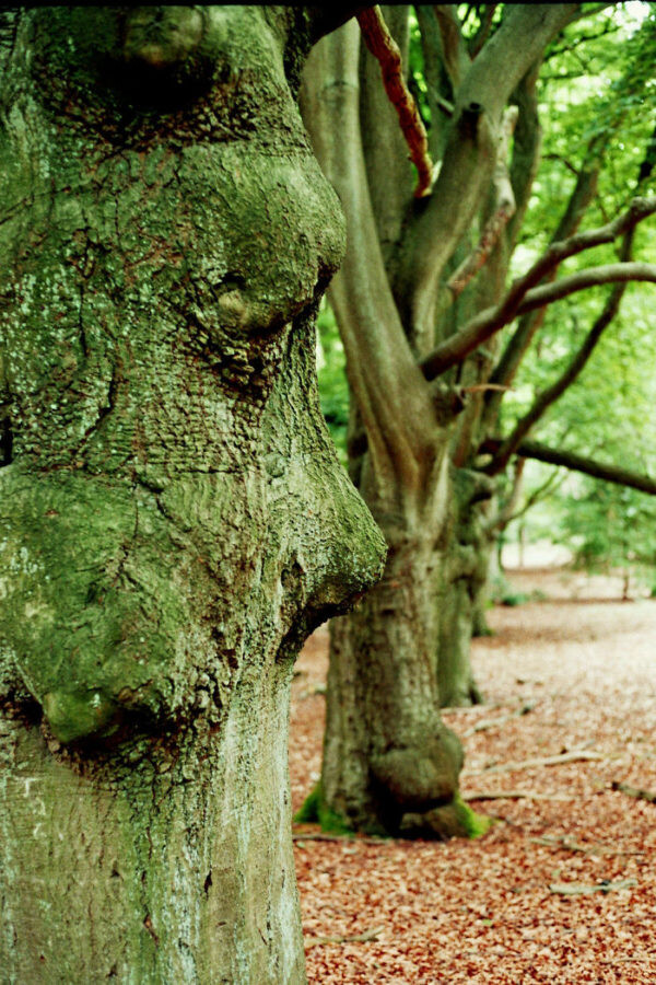 27 фотографий деревьев, на которые придётся взглянуть дважды