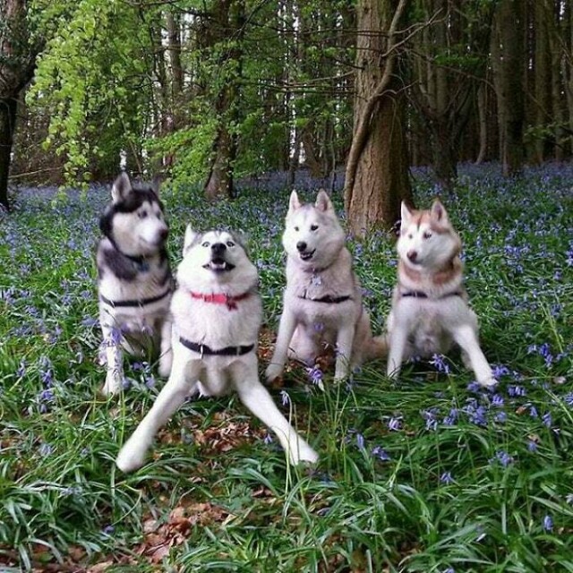 В сети показали фотографии забавных собак(фото)