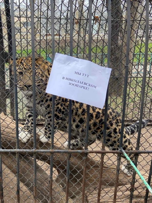 Директор Николаевского зоопарка предложил обменять леопардов на танки Leopard (ВИДЕО)