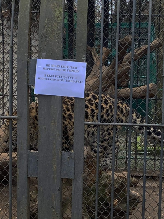 Директор Миколаївського зоопарку запропонував обміняти леопардів на танки Leopard (ВІДЕО)