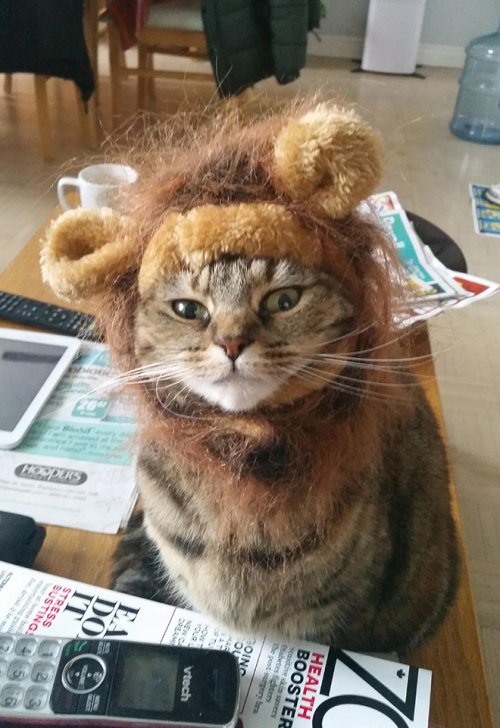 Забавные коты, похожие на львов