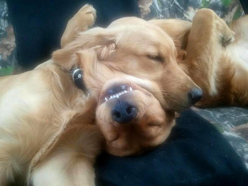 Смішна добірка собак, що сплять у неймовірних позах