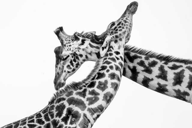 Победители конкурса \"Лучший фотограф дикой природы Масаи-Мара\"