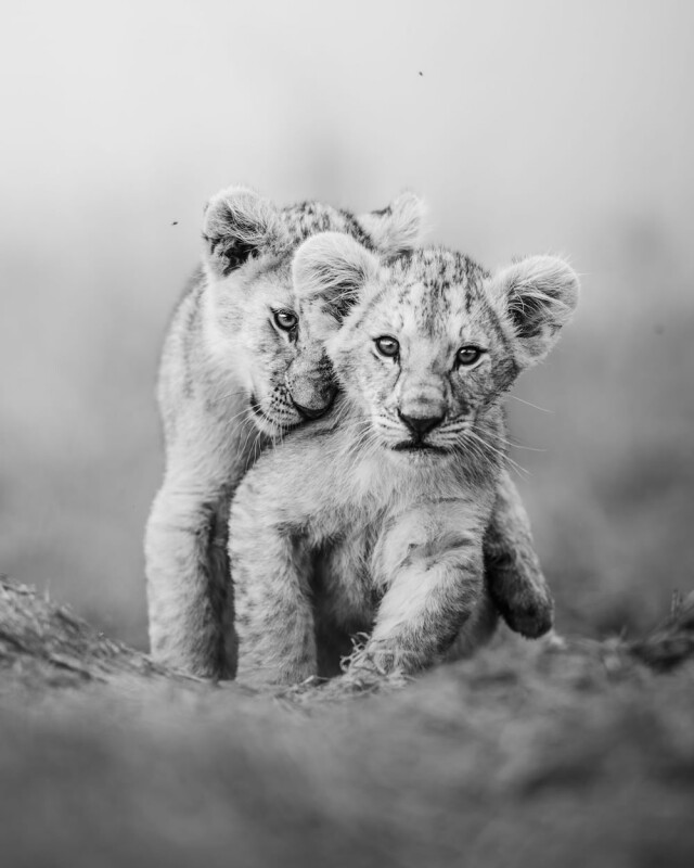 Переможці конкурсу "Найкращий фотограф дикої природи Масаї-Мара"