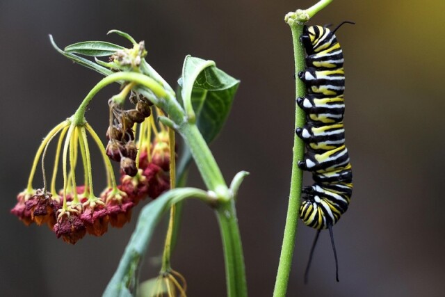  В сети показали фото прекрасных насекомых 
