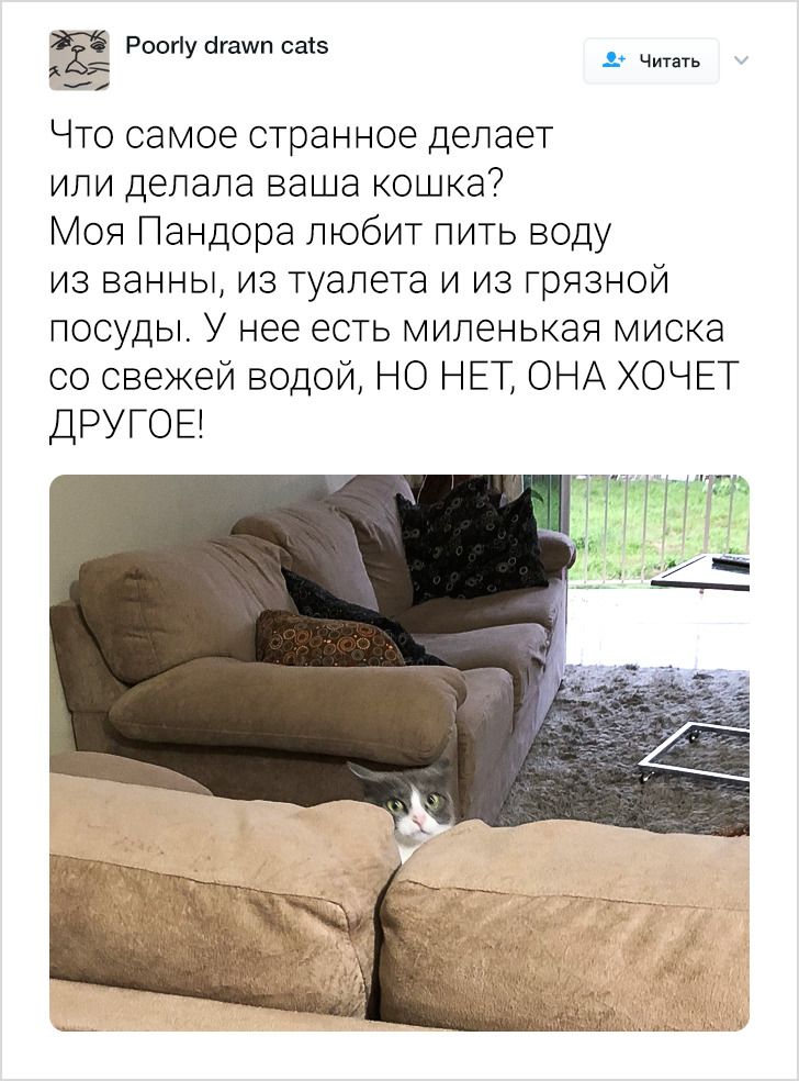 20+ человек, которые уже и не знают, чего еще ждать от своих котов