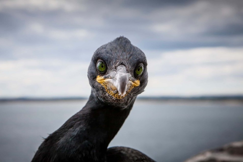 Жизнь животных и растений на фотографиях