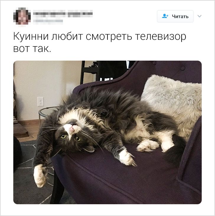 20+ человек, которые уже и не знают, чего еще ждать от своих котов