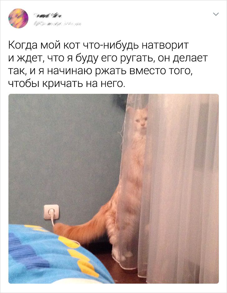 20+ человек, которые уже и не знают, чего еще ждать от своих котов