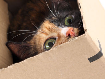 Команду саперов вызвали на обезвреживание коробки с котятами
