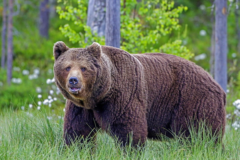 Medved reshil vzdremnut в garderobe zhilogo doma