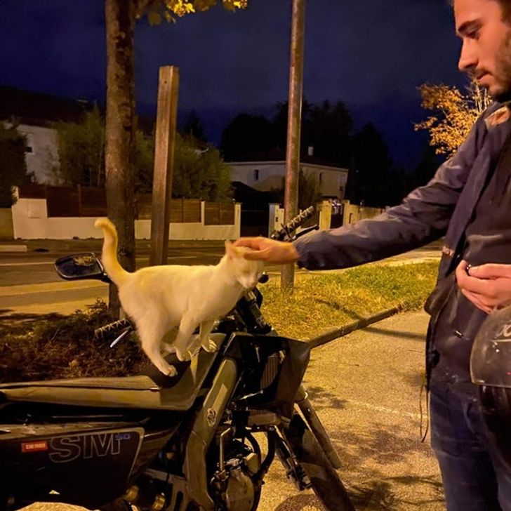 20 теплых доказательств того, что не человек подбирает кошку, а она «усыновляет» его