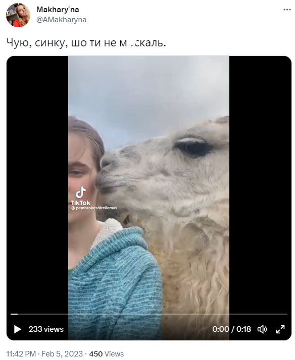 Верблюд, отомстивший агрессивному россиянину, уже стал легендой: смотрите лучшие мемы с ним