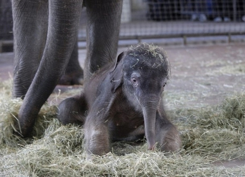 Рождение слоника. Слониха рожает слоненка. Маленький Слоненок. Только родившийся Слоненок.