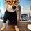 Маск "призначив" свого пса гендиректором Twitter (ФОТО)