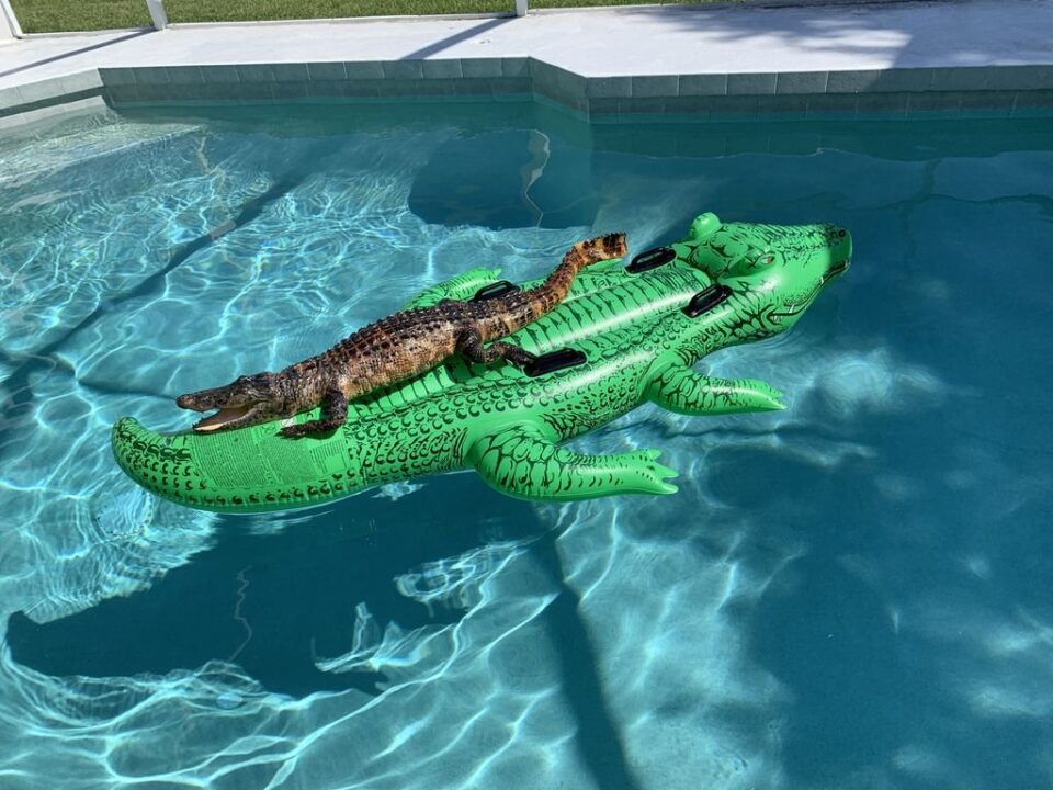 Vo Floride alligator «arendoval» chastnyj bassejn