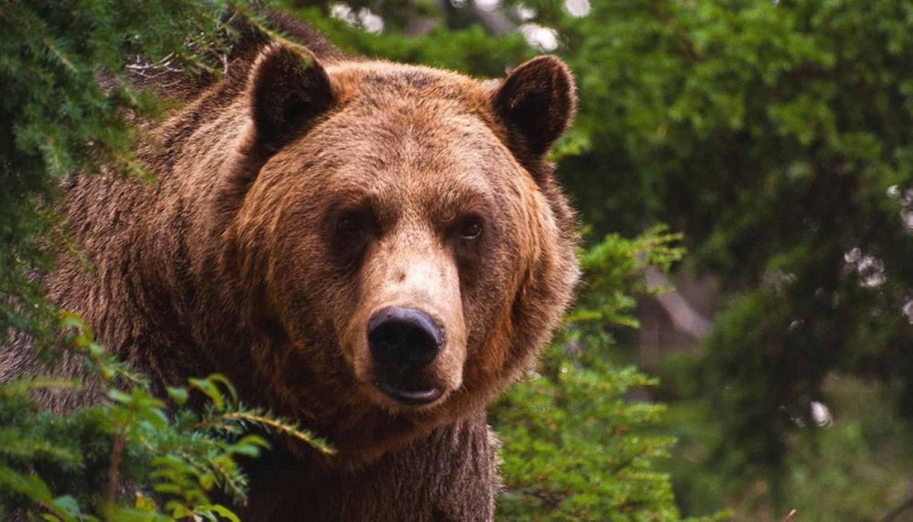 Наглый медведь оставил собак без еды hronika.info