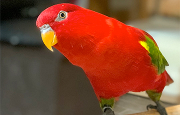 Красный попугай из Японии стал настоящей звездой Сети: видео. Новости ...