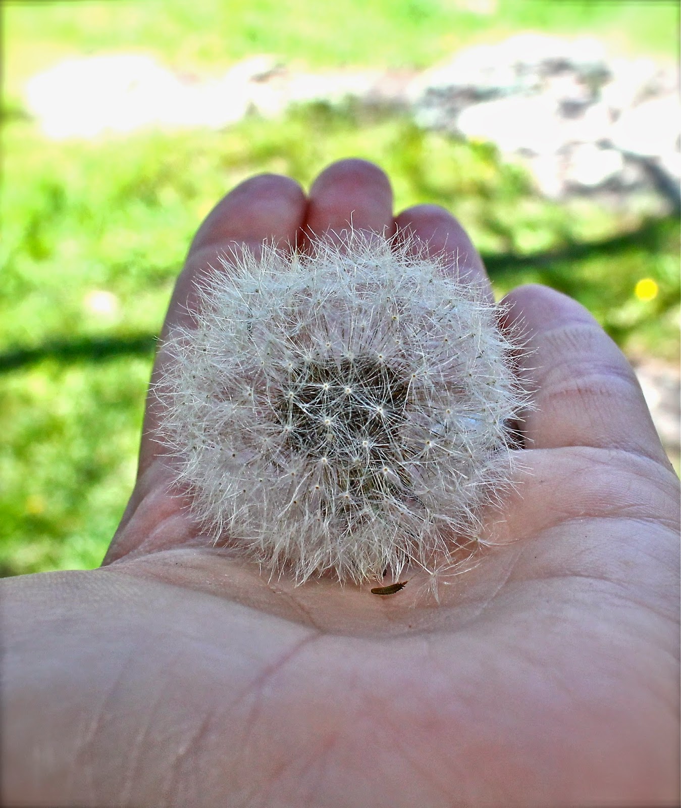 Twig and Toadstool: Preserving Dandelion Clocks