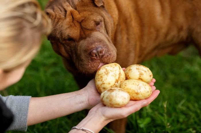Можно ли собаке картошку: Можно ли картошку собакам? Ответ ветеринара