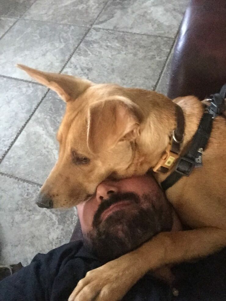 60 Dogs That Have No Understanding About Personal Space