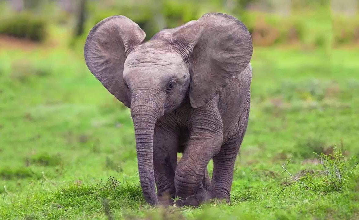 Героическое спасение попавшего в беду слоненка в Индии попало на видео ...