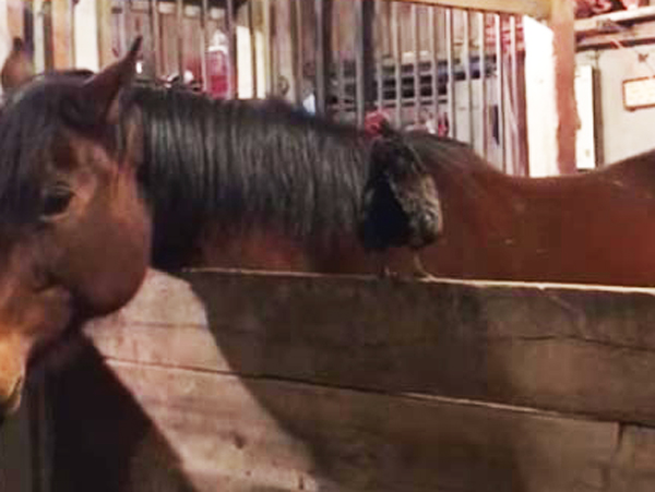 Наглый петух решил оседлать лошадь и поплатился за это (видео) - «ФАКТИ»