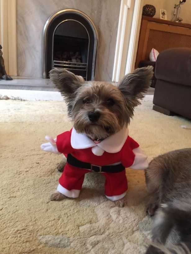 Santa Paws!  The dogs and cats getting dressed up for Christmas |  Dog ...