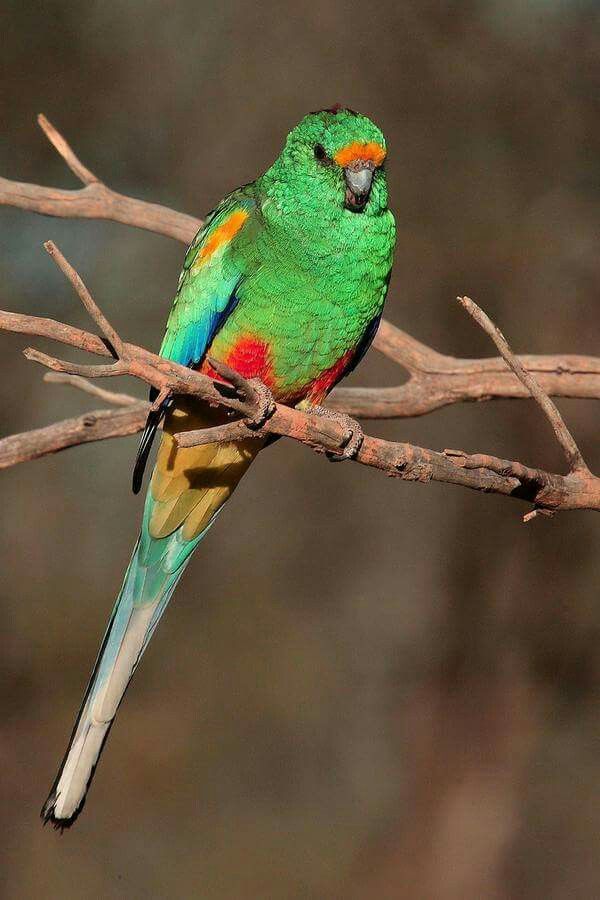 Mangefarvet parakit | Tony brown, Beautiful birds, Parrot