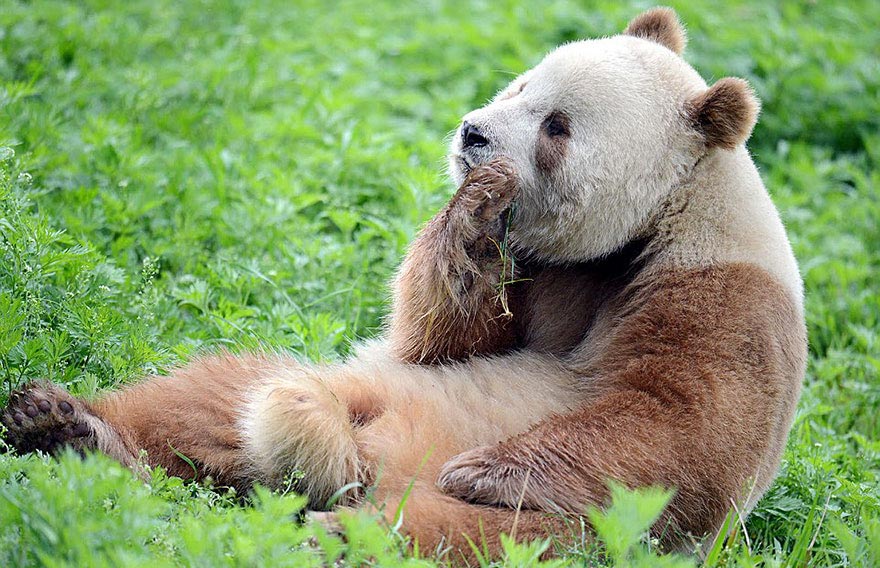 Єдина у світі коричнева панда, яку кинула мама, нарешті...