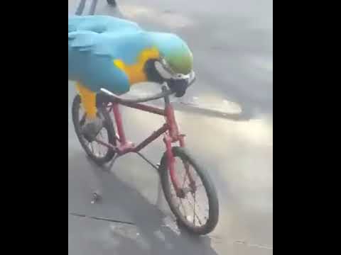Попугай катается на велосипеде - YouTube
