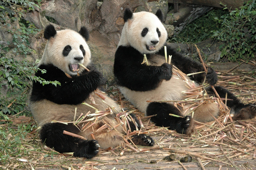 Сумні, задумливі та кумедні панди