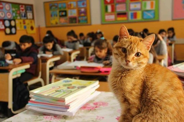 В одну из школ Турции просто взял и пришёл кот. Многие были против ...