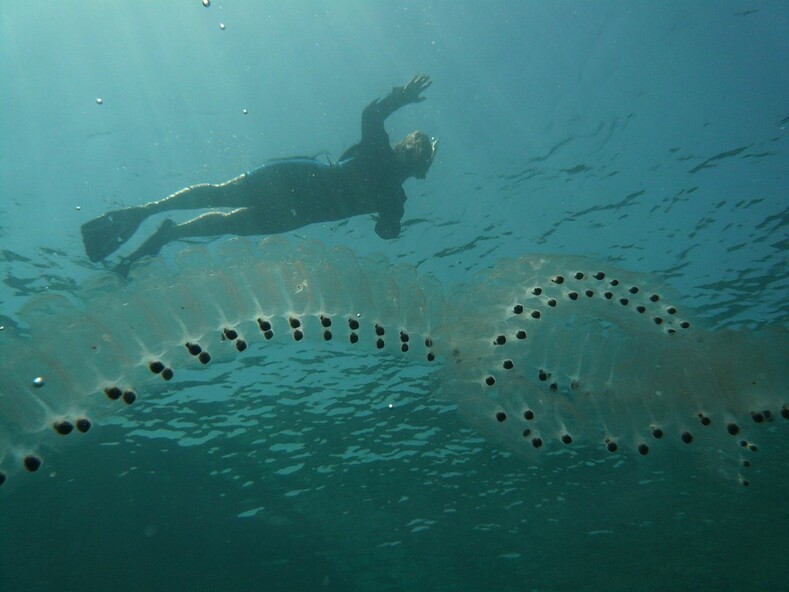 Инопланетная форма жизни или водный обитатель? Топ-10 самых странных ...