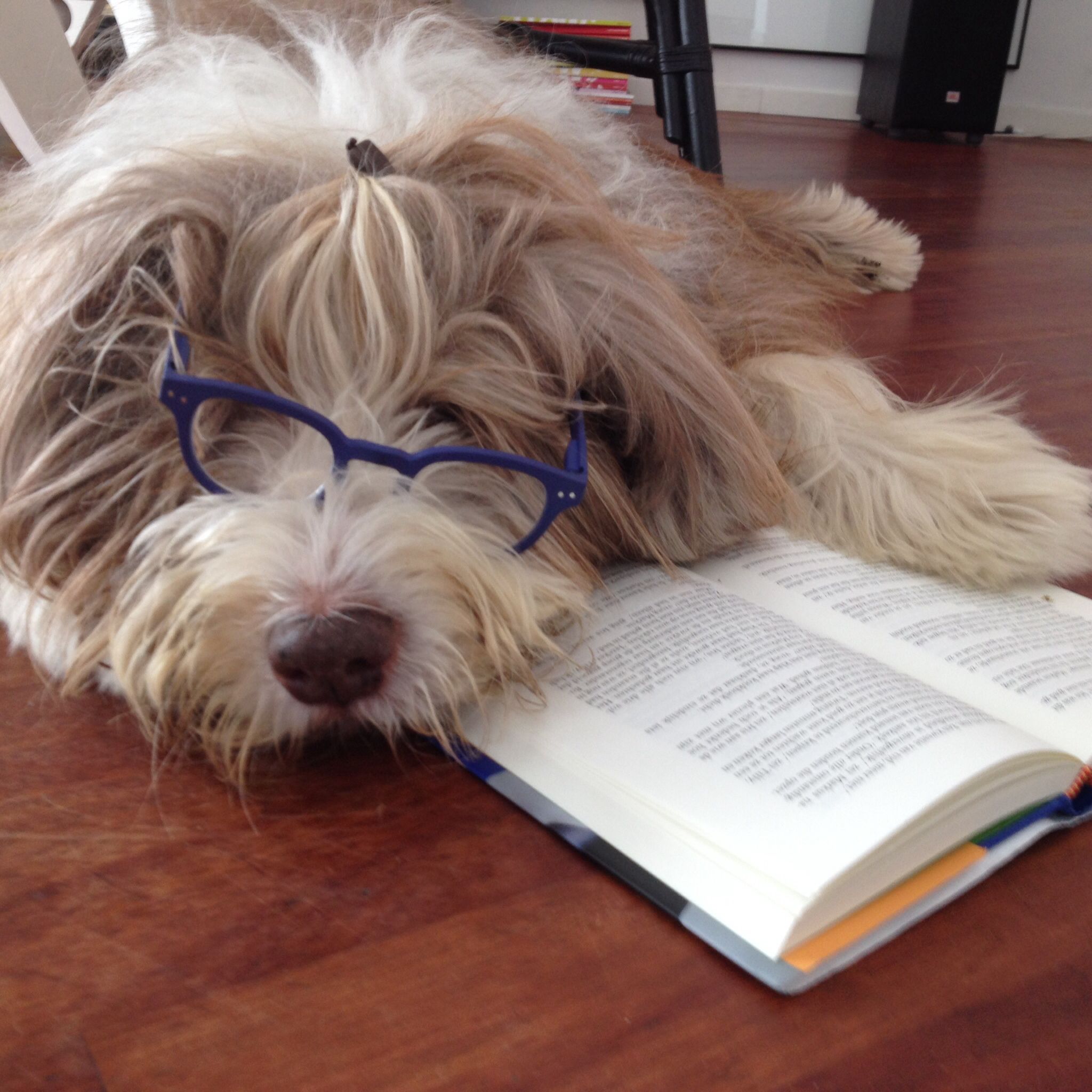 Goed boek! Dali | Bearded collie puppies, Collie puppies, Bearded collie