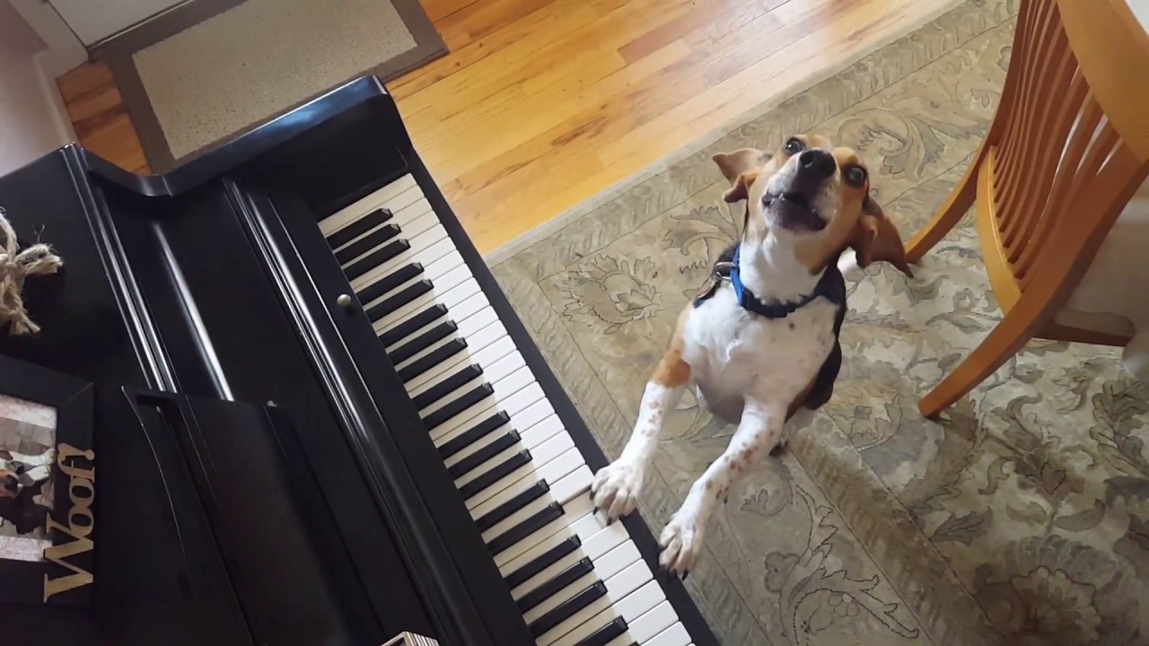 Пес Бадди играет на пианино для спасения собак | Позитивные и ...