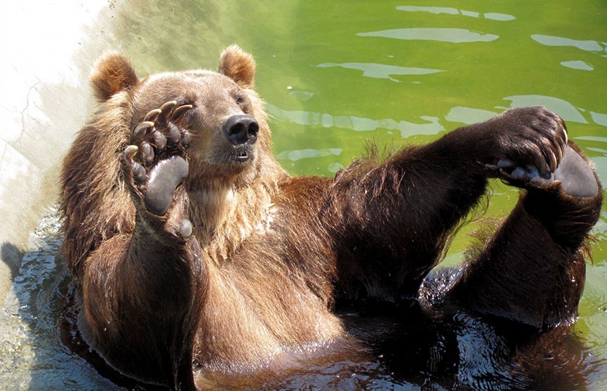 Відеофакт: ведмідь прийшов у готель у Болгарії, щоб скупатися у басейні